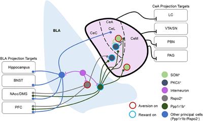 Dynorphin/kappa opioid receptor system regulation on amygdaloid circuitry: Implications for neuropsychiatric disorders